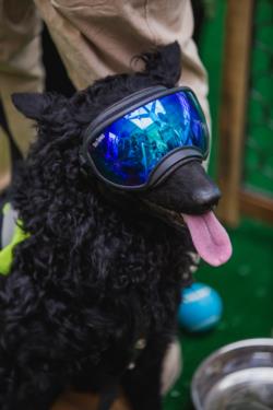 Pilot the dog, part of YVR's wildlife team wearing cool blue dog goggles