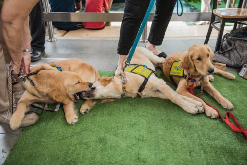 Amelia, Wilbur and Orville, YVR's sponsored PADS Dogs came back to YVR to say hello to their airport friends