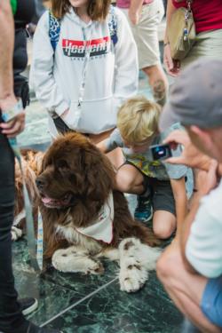 Big Norm with St. John Ambulance being pet by a little human