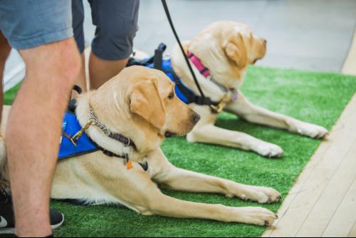 Jay and Bailey with BC and Alberta Guide Dogs