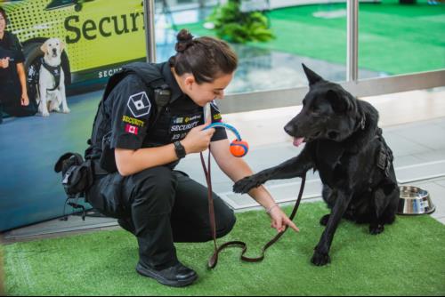 Securiguard's Courtney Lee and Diesel playing together at the Dog Days of Summer event