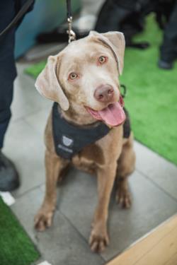Silver, Transit Police's safety dog