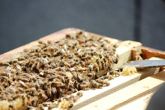 Bees in a bee hive. Photo supplied by Alveole.