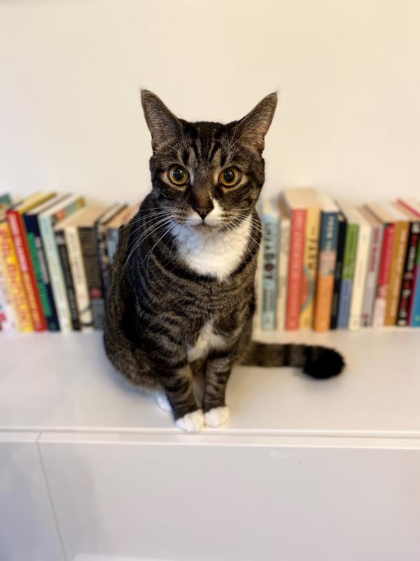 Louie the cat sitting on the bookshelf in front of Robyn’s large collection of books. 