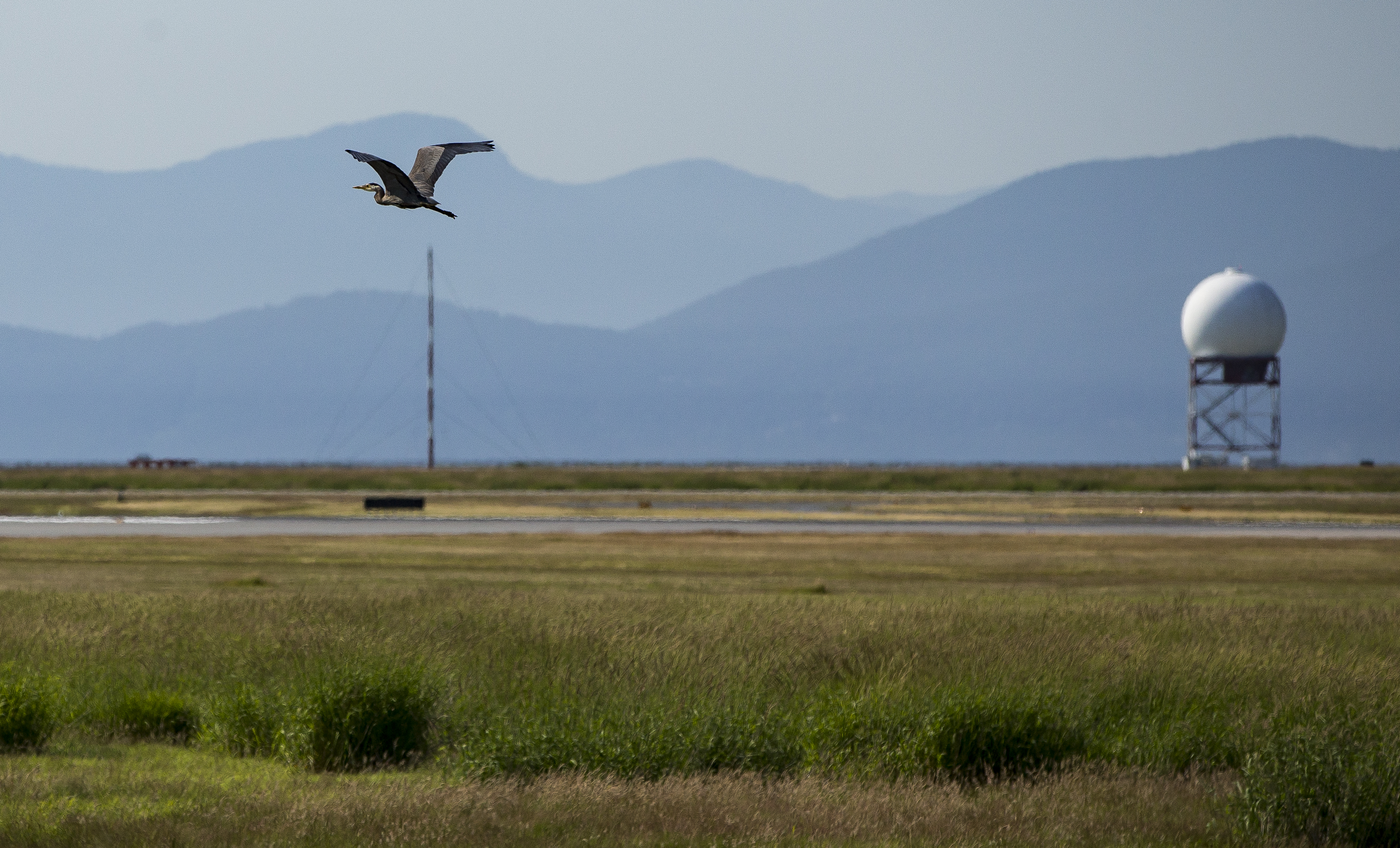a great blue heron flying above a field