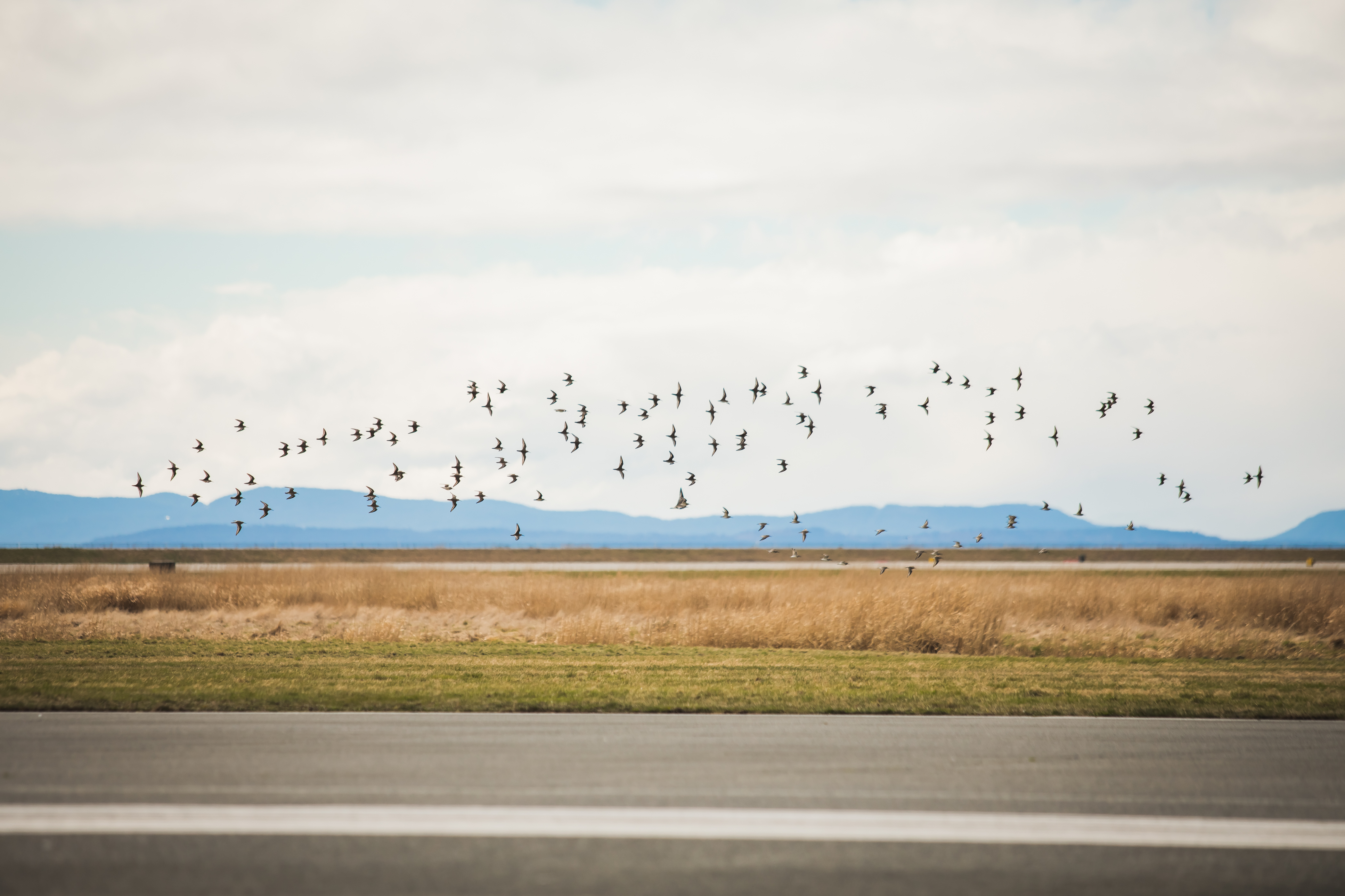 photo of birds flying with mountains in the background