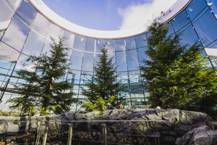 Inside the atrium looking up to the sky with the Douglas Fir trees 