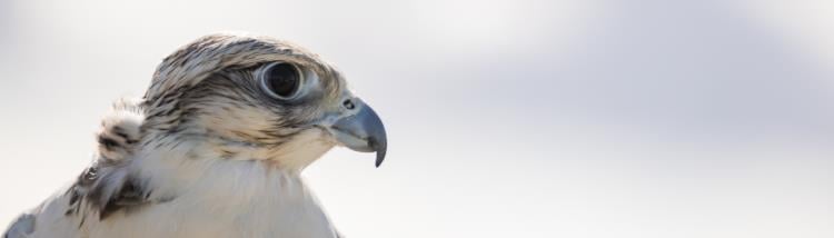 Image of a falcon facing the right